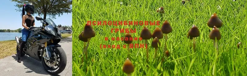 сайты даркнета состав  Рубцовск  Галлюциногенные грибы MAGIC MUSHROOMS  mega сайт 